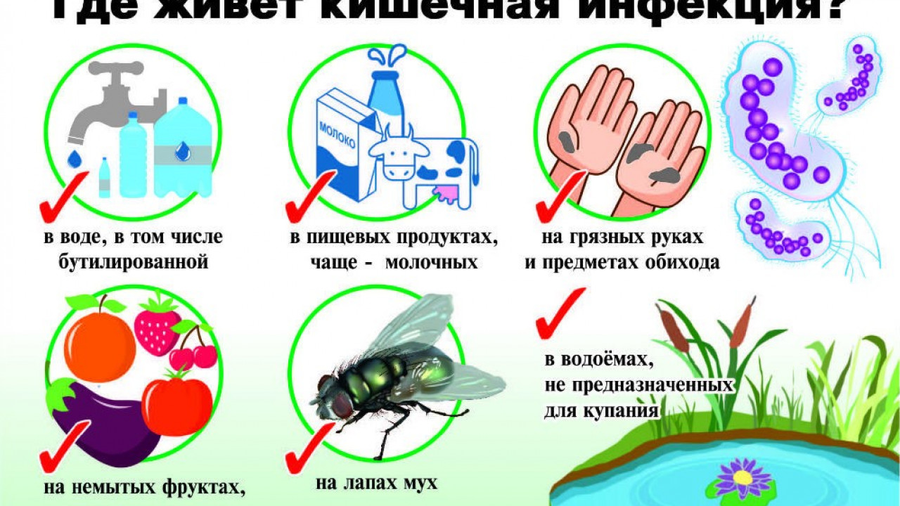 Пути заражения кишечными инфекциями
